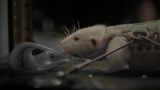 异星觉醒：外星怪物残杀小白鼠，男子的研究有点恐怖啊