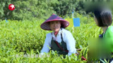 钟汉良陈蓉加入茶叶抢收大作战 跟四百多种害虫赛跑