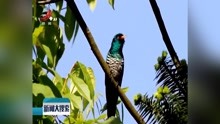 贵州宽阔水国家级自然保护区鸟类增至203种