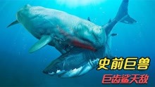 5个巨齿鲨的敌人，梅氏利维坦鲸吊打巨齿鲨？
