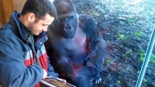 男子玩切水果给猩猩看，猩猩看得入迷，生怕被其它猩猩看到了！