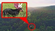 无人机发现腊肠犬霸王龙，它从侏罗纪公园逃出来了？