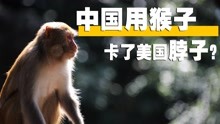 [图]美国研制不出新冠疫苗，称中国闭关锁猴，阻碍了疫苗研发