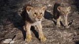 狮子王：鬣狗家族包围小狮子辛巴，想吃掉它，幸好老爸来了！