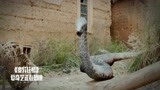 变异狂蟒：男子偷了巨蟒的蛇蛋，被巨蟒发现了，要完蛋！
