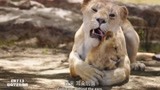 狮子王：狮子妈妈用舌头帮小辛巴洗澡，画面也太温馨了吧
