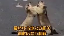 北京野生动物园游客打架，附近动物第一次看到人类打斗纷纷效仿