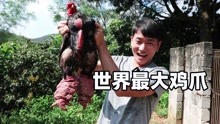 长着超大鸡爪的东涛鸡，也是我见过最贵的鸡，这鸡爪真的好吃吗？
