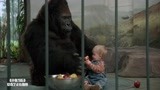 小鬼当街：黑猩猩当保镖，保护9个月婴儿，人贩子却无从下手