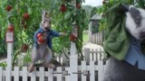 比得兔2：汤米偷西红柿，本以为他只偷了一个，看完惊呆了