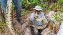 奥斯汀深入原始密林，寻找终极蝮蛇，过程可谓艰险！