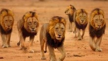 塞伦盖蒂草原中心地带：生活着一群20多头的超级狮群