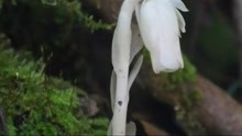 罕见！重庆酉阳现珍惜植物水晶兰，外形酷似“豌豆射手”