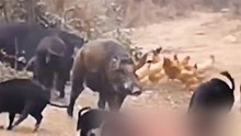 野猪闯进猪场，把种猪场唯一的公猪赶走，霸占好几头母猪！
