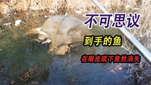 [图]到现在都没想通，到手的鱼在眼皮底下竟然消失，河虾吃鱼不吐鱼刺