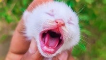 萌宠小猫：盘底12个小猫咪的有趣瞬间，刚出生的小奶猫非常可爱！