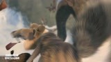 冰川时代3：松鼠看见美女两眼放光，却为了松果放弃了她！