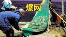 李庆根大哥包船出海捕捞，挑捡过程惊喜不断，爆网了