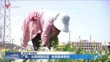 广东:从田间到社区 全链条保供应