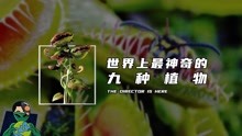 [图]世界上最神奇的九种植物