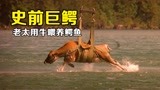 史前巨鳄：老太将鳄鱼当宠物，竟每天给它吃一头大黄牛！