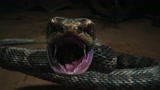 蛇王岛：农户采了蛇蛋补身体，蛇王要吃了他，为蛇蛋报仇