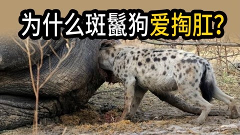 为什么斑鬣狗热衷于掏肛？如此不讲武德