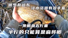 [图]远东淡水鱼类资源有多丰富 土鲫鱼一条5斤重 半斤的只能算麻将鲫