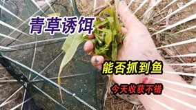 挑战用路边的野草做诱饵抓鱼，这个方法可不可行，今天收获还不错