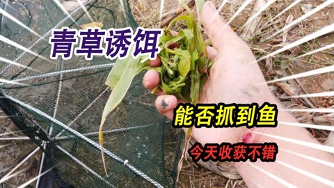 挑战用路边的野草做诱饵抓鱼，这个方法可不可行，今天收获还不错
