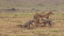 猎豹妈妈教幼崽狩猎，小瞪羚逃跑后被追上，随后一幕让人心碎