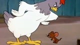 猫和老鼠：杰瑞把母鸡当成小鸭子，结果母鸡把它啄到地下去了