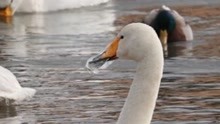湖面上天鹅的嘴被冻住，像戴了水晶口罩，一细节让网友担忧