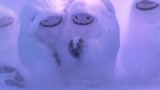 雪人奇缘：大毛到家了，找到了自己的父母，要和朋友分别了