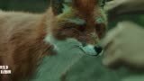 赤狐书生，李现化作一只小狐狸，陪伴陈立农长大