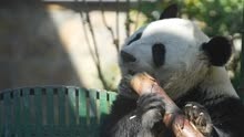 熊猫萌兰假期荡秋千吃笋
