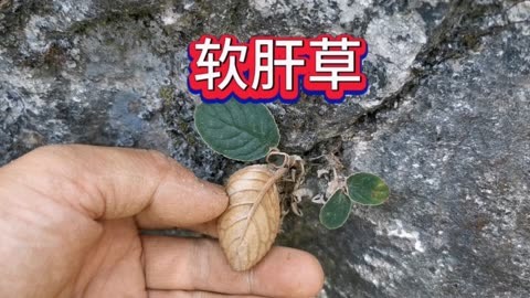 应网友要求来拍摄软肝草,很多都干死了,不知你还能认出它来吗?