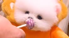 狗狗吃棒棒糖，贪吃的样子真的太搞笑了！