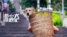 Watch the latest 忠犬流浪记 (2021) online with English subtitle for free English Subtitle