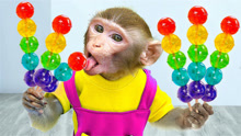 有趣的小猴子：小猴子馋嘴彩色果冻 ，它能如愿吃到？