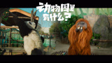 《动物园里有什么？》旋酒的猩猩 翻单杠的熊